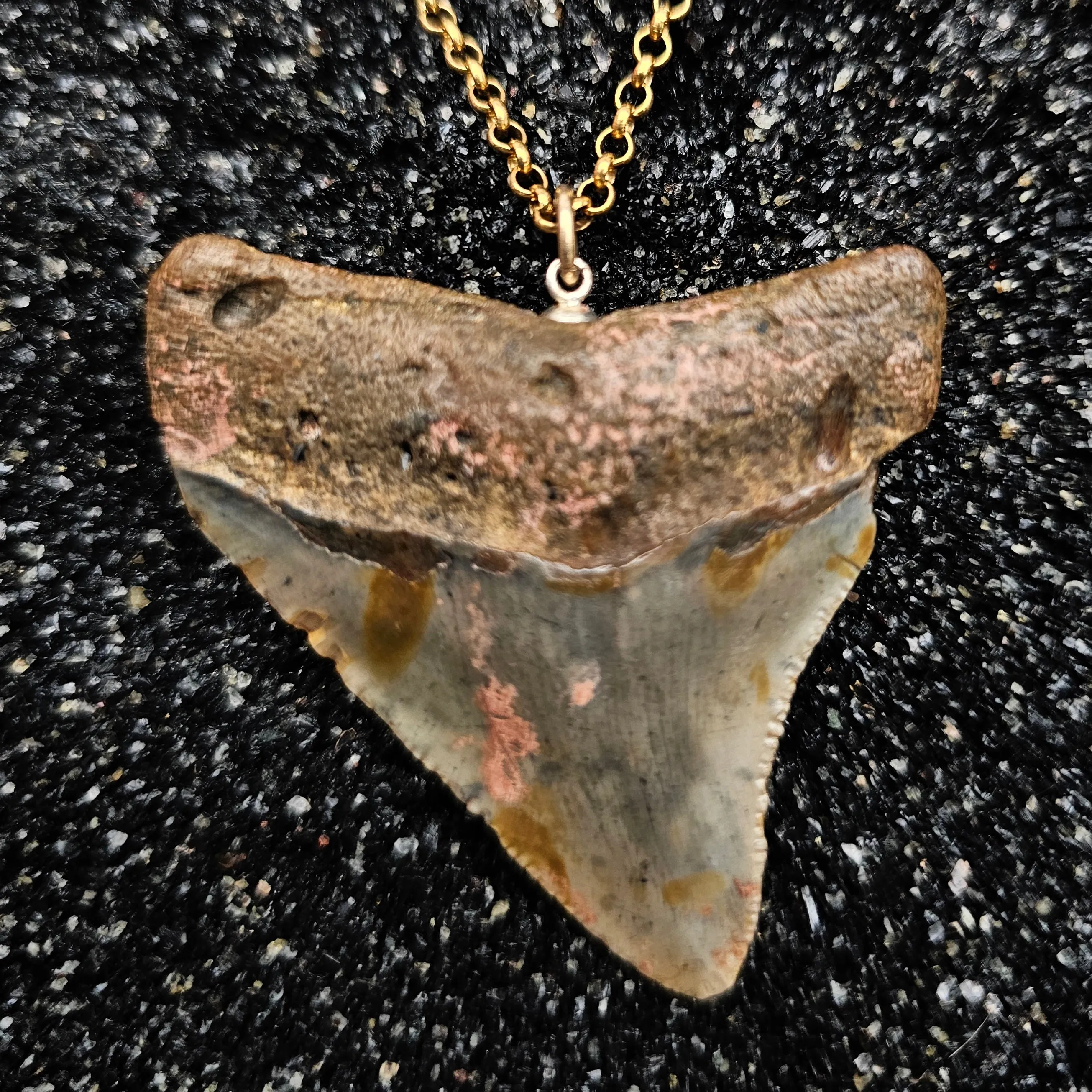 The Relic Necklace (Brown Megalodon Tooth With Sleeping Beauty Turquoise, Set In 14k Yellow Gold)